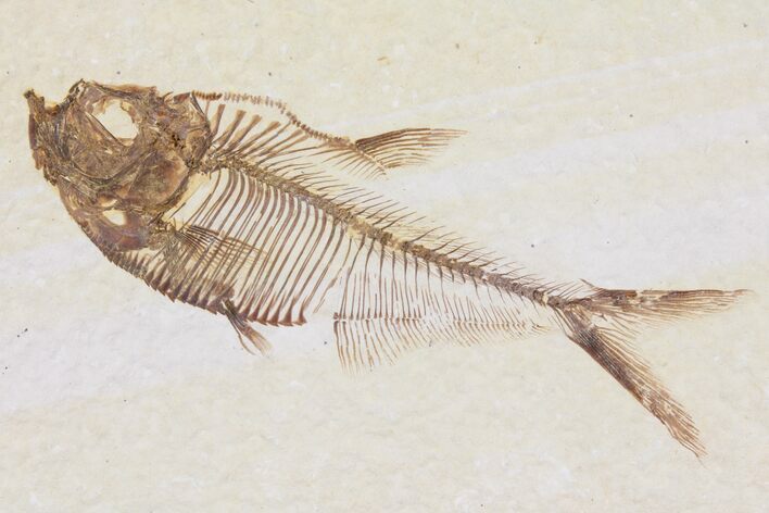 Diplomystus Fossil Fish - Wyoming #95620